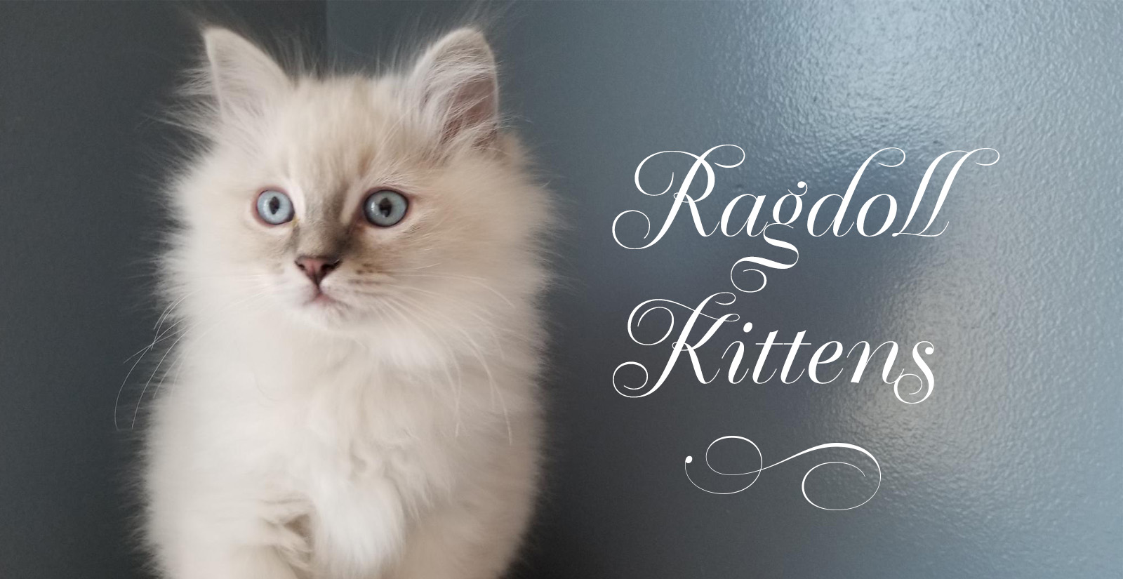 3 ragdoll kittens