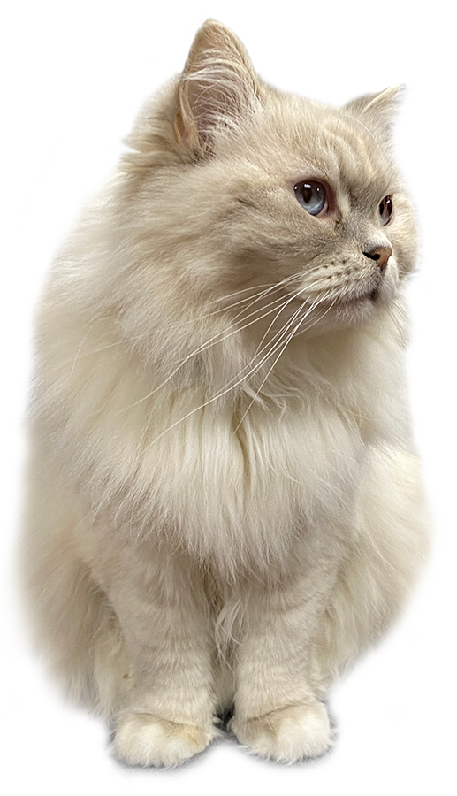 3 ragdoll kittens