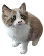 Ragdoll Cat