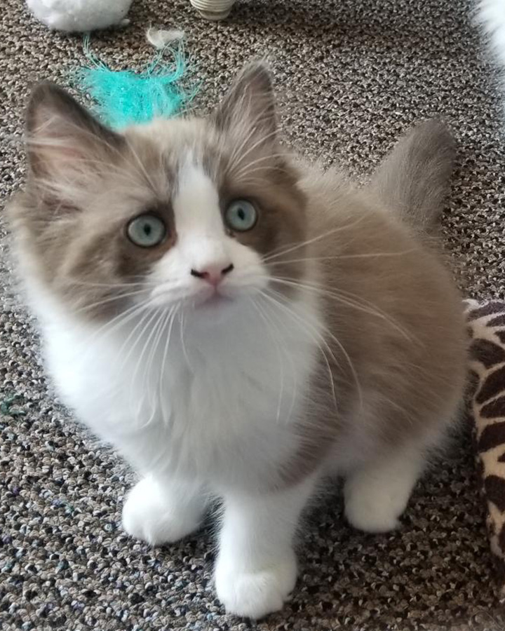 Ragdoll cat